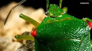 긴가위뿔노린재_Acanthosoma labiduroides_국립환경과학원