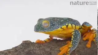 Slow motion clip of a Leaf frog (Cruziohyla craspedopus) leaping, Ecuador.
