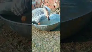 #cute #birds #lifeisbutadream #animals #ihavethisthingwithplants #goose #music #love #duck