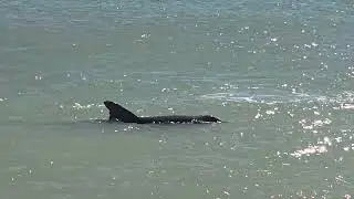 Dolphins at shoreline 12/30/25