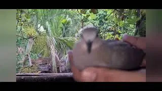 Tamed African Dove | Free Flying And Come Back Amazing And So Nice Dove