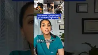 3 behavioral signs your dog's gut needs help right now! (vet reveals) 😱🐶 #shorts