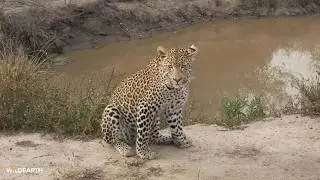 Genet is on the menu - SafariLIVE Sunrise - 12 July 2026