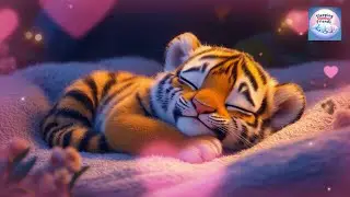 Sleepy Tiger Lullaby: Soothing Music & Relaxing Animation for Babies and Kids to Fall Asleep Tygrys