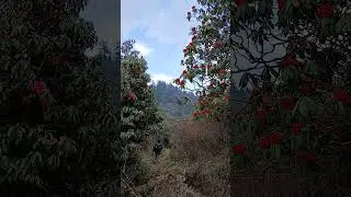 RHODODENDRON FOREST //#treking #shortsfeed #shortsfeed
