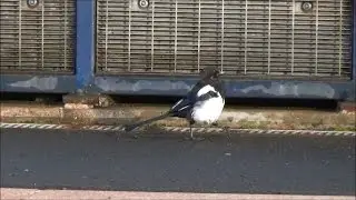 Just a magpie walking down a platform. Smethwick 12/08/14