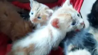 Dede2 Bayi Udah kering bdnnya & sekarang mereka merasa Nyaman🥰
