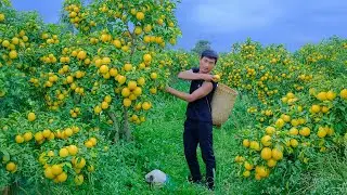 Chairman Leaves The City: Harvest Golden Star Apples To Sell At The Market &ndash; Enjoy A Peaceful Life