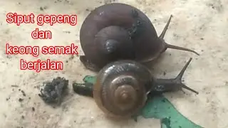 Menemukan Siput Gepeng dan Keong Semak Berjalan
