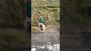 Cairn Terrier dog thinks he&rsquo;s on the Gladiators travelator