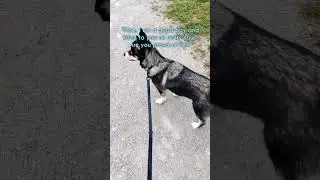 Are you proud of me? 🥰 | #pomsky #huskymix #dog #shorts