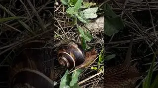#nature #snail #music #indian #life #love #autumn #осень #осознанность #улитка #ахатины