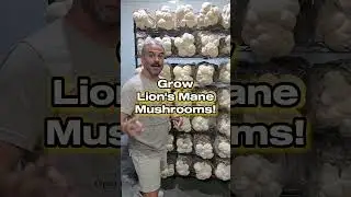 Grow Your Own Lion's Mane!