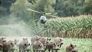 How American Farmers Use Helicopters And Sharp Shooting Skills To Hunt Wild Boars Effectively