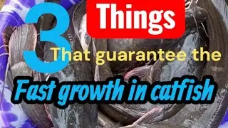 3 Things that guarantee the fast Growth in Catfish #fishing #catfishfarming #aquaculture #catfish