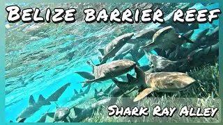 Belize Barrier Reef - Swim with Sharks @ Shark Ray Alley + Hol Chan - Snorkeling Tour,  Caye Caulker