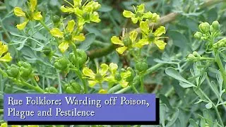 Rue Folklore: Warding off Poison, Plague and Pestilence