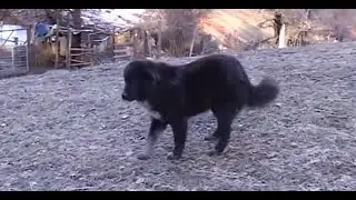Бабугери от кв. 