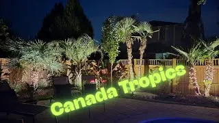 Growing Tropical Plants in Ontario — Niagara Tropics Update PT. 2