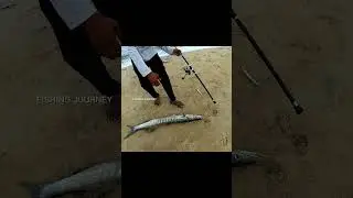 Catching Giant Barracuda #fishing #shorts #fishingvideo #camping #trending #fish #ocean #beach