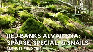 1 Minute Field Trip: Red Banks Alvar SNA: Sparse, Special, & Snails