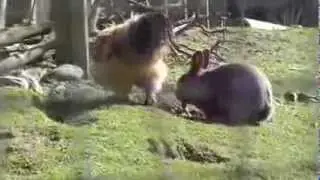 Weird animal romance - amorous rabbit woos hard-to-get chicken! 92