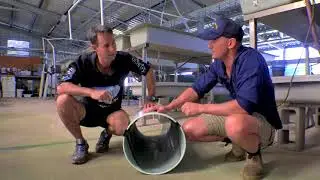 The Endangered Mary River Cod - Respected and Protected