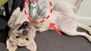 Dog booked a dog friendly hotel just to get a free Toy, It was all her plan!