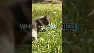 Why Cats Hunt Mice Even When They're Not Hungry 🐱🧠