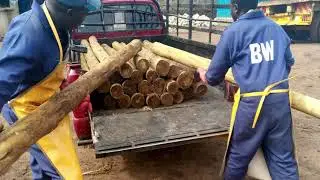 Brookewood Limited, Number One In CCA Treated Fencing Posts & Transmission Poles.
