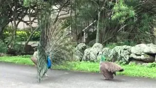 Peacock dance! edited