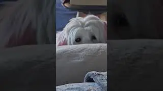Calla is sad....#shorts #viral #shortvideos #shortvideo #youtubeshorts