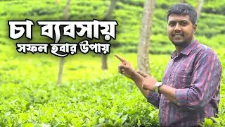 চা পাতার ব্যবসায় যেভাবে সফল হবেন। Tea Business Ideas.