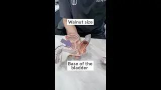 Where is the prostate gland?
