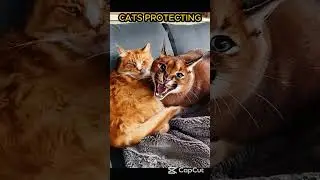 CATS protecting vs DOGS |  #respect #funnyvideo #memes #newyork #funny #edit #skull #skulledit