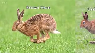 Springwatch 2025 - The golden hare of Rathlin Island