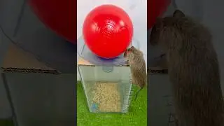 Mouse trap / &yacute; tưởng mới về bẫy chuột tự chế #rat
