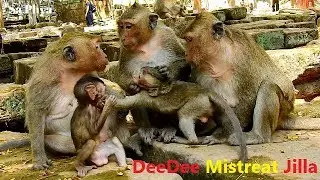 OMG! Baby Jilla Was Mistreated By Gangster DeeDee. What Jilla Wrong? Why DeeDee Angry Like This?