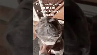 Pitbull smiling #funnymemes #recommended #pitbull #dog #meme #shorts #blowup #trend