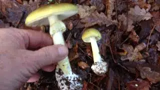Amanite phallo&iuml;de