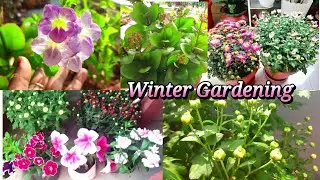 Winter Flower Gardening || Planting, Care & Blooming Tips Revealed#part1