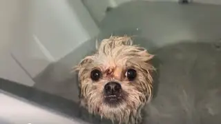 Bath time never gets any easier! Dogs vs Bath | mocha and bitsy 😱