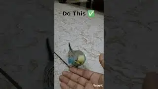 Do This ✅ #budgie_videos #budgies #petbirds #budgietraining #trained #cute #petbudgies #cutebudgies