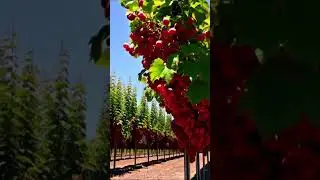 Grow Red Grapes Indoors &ndash; Easy!