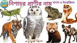 25 Nocturnal Animals Name | Night Animals for Kids | English Bengali Learning Video with Real Clips