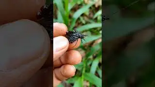 I found SUPER EXOTIC  but poisonous insects (KISSING BUG)🪲🐝🐞🐛 #anyuniqueanimals #insects #fypシ゚viral