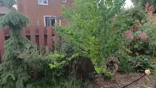 Backyard quick garden tour - August 20, 2025