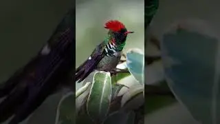 A Royal Spectacle: The Beautiful Bird! #birdconservation  #birdfeeding  #birdcommunity #birdsanctury