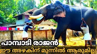 ഗജരാജലക്ഷണപെരുമാൾ, നാട്ടുരാജാവ് കതിർവില്ലഴകൻ,ഗജരാജഗന്ധർവ്വൻ. പാമ്പാടി രാജൻ അപ്പൂസ് 🤩❤️🔥