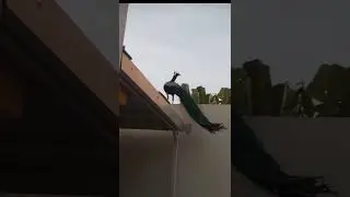 peacock in city #shorts #peacock